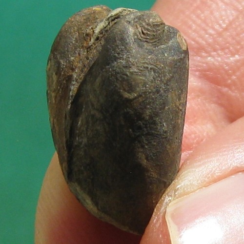 Fossil Bivalve Bolivia - Picture 7 of 10