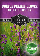- Purple Prairie Clover Seeds for Planting  Dalea Purpurea  Drought Tolerant N