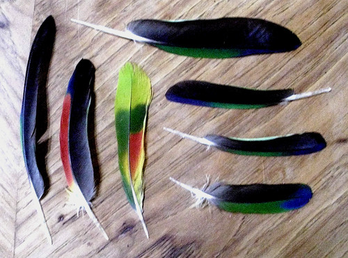 Amazon Parrot Tail/Wing Feathers