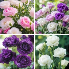 300+Mixed Lisianthus Flower Seeds for Planting Outdoor-Perennial Eustoma Cut Flo