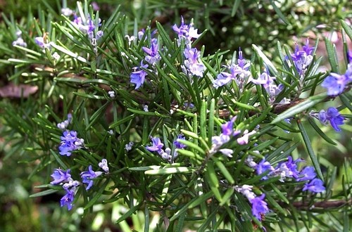 Rosemary Seeds, NON-GMO, Heirloom, Variety Sizes, Anthos, FREE SHIPPING - Picture 3 of 4