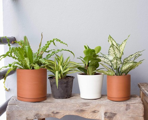 Breathable Terracotta Plant Pots Set with Drainage & Saucers - 5.3 to 7.8 Inch - Picture 9 of 9