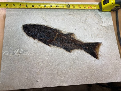 13" Mioplosus aus der 18" Schicht. - Bild 1 von 3