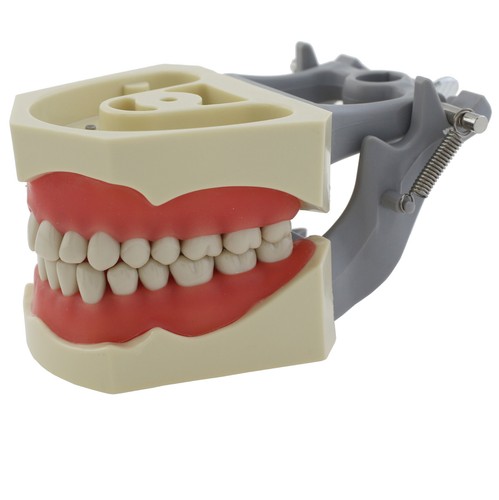 Poste de montaje modelo tipodonte dental Columbia Dentoform 860 32 piezas dientes extraíbles - Imagen 61 de 80