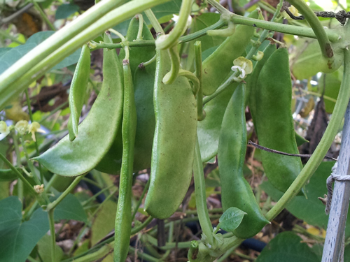 RARE Burmese Lima Beans - World's Healthiest Food! - 6 Seeds - Bild 4 von 9