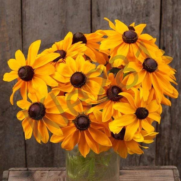 Black Eyed Susan - Dwarf Marmelade Live Perennial Flowers Native Plant ? Plug - Image 3 of 4