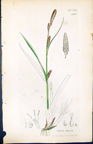 Old Print Carex Binervis British Plants Botany 1847 Sowerby Smith Colour 19th