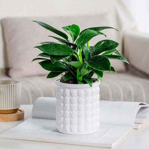 Self Watering Plant Flower Pot Planter Home Garden Indoor&Outdoor Plastic Pots - Picture 12 of 16