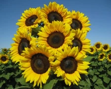 Sunflower Seed: Pro Cut Brilliance Sunflower Seeds  Fresh Seed