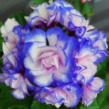 Geranium Horizon Appleblossom 10 Seeds For Sale Online Ebay Geranium Horizon Appleblossom 10 Seeds For Sale Online Ebay