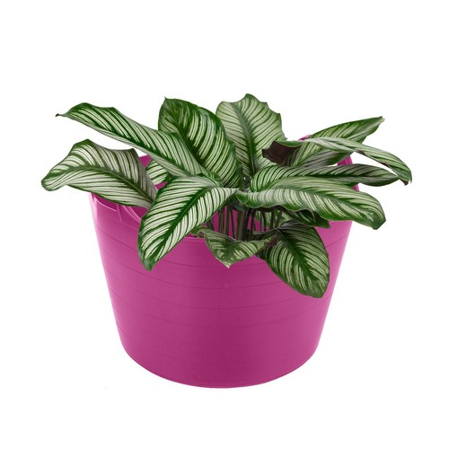 75L Flexi Wanne Kunststoff Trug Eimer Garten Flexibler Vorratsbehälter Futter, Rosa - Bild 11 von 14