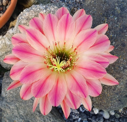 Kaktus, Kakteen, Echinopsis, Lobivia, Trichocereus-Hybride, TH Pink Tastic