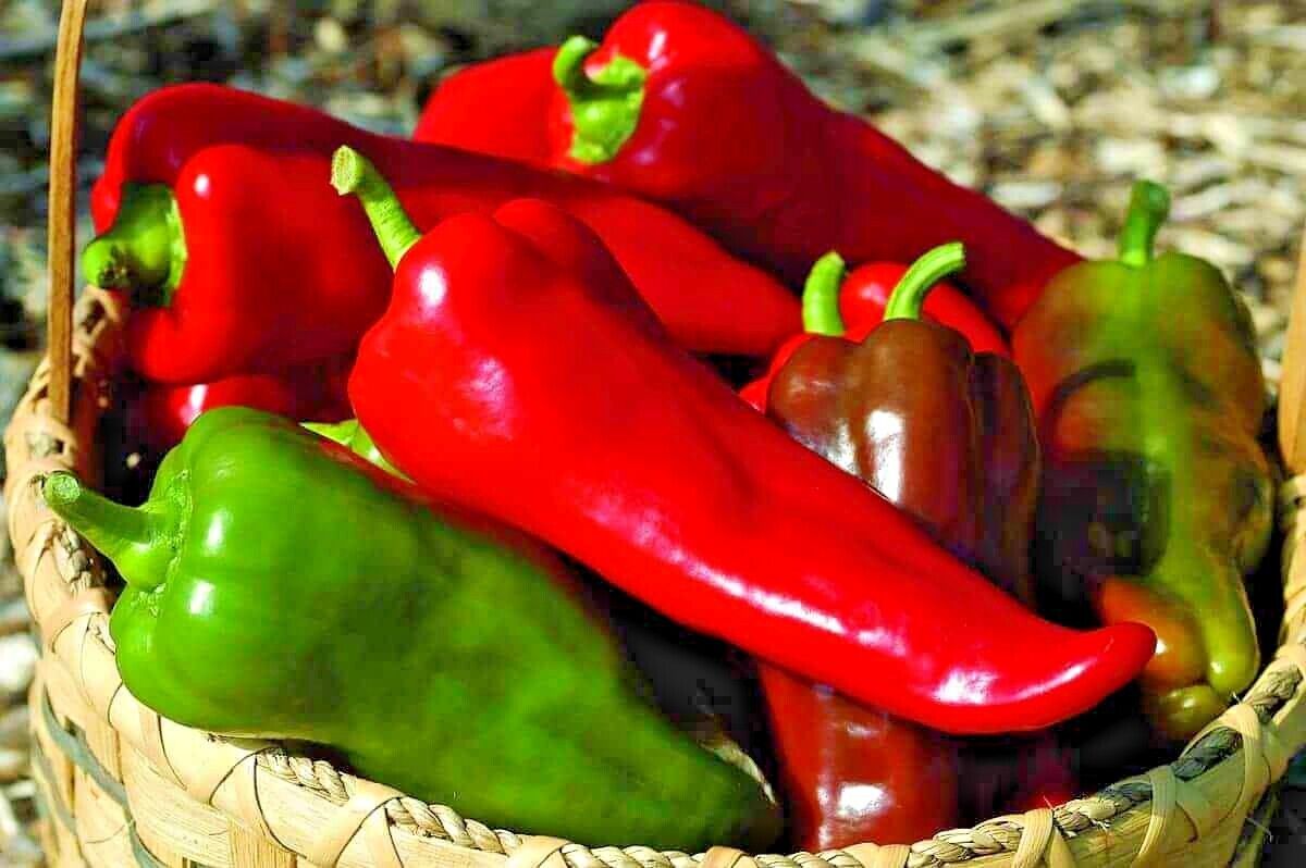 Перец сорт сладкий болгарский. Capsicum annuum сладкий перец. Перец Рог буйвола f1. Перец острый Бонни. Перец Маркони красный.