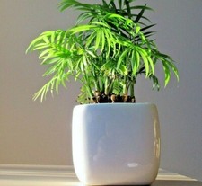Bamboo Plant Soil Compost - Specialist Indoor Plant Potting Soil 1 - 33 LITRES