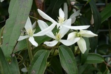 Clematis armandii EVERGREEN CLEMATIS Seeds 