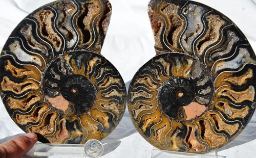 9769 RARE 1in100 BLACK Ammonite PAIR Deep Crystals 110myo FOSSIL XXL 146mm 5.7" - Picture 9 of 10