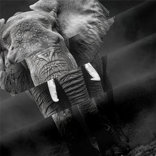 Elephant Comforter Set Full Size Black Elephants Full(80" x 90") Elephant 13a - Picture 8 of 8
