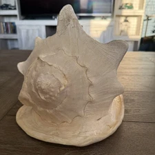 Extra Large 12 1/4” Queen Helmet Conch Seashell. Very Rare