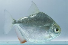 5-Pack Silver Dollar Live Fish great in schools : Characin FAST SHIP