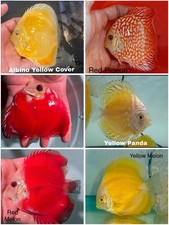 Pack of 6 Discus Fish 3.5 To 4" - Live Fish Aquarium Overnight Shipping