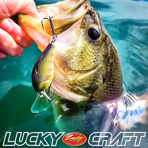 LUCKY CRAFT LC 1.5 - 150 MS Crack (1qty) Top Quality Crank Bait - Picture 6 of 6