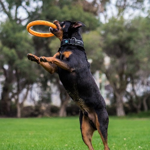 Ruff Play Dog Toy - Floating Fetch Foam Wheel - Medium Size - Picture 2 of 4