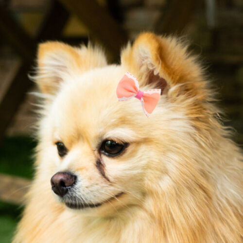 30pcs Bowknot Alligator Pet Dog Hair Clips Cat Puppy Grooming Hair Accessories - Picture 4 of 12