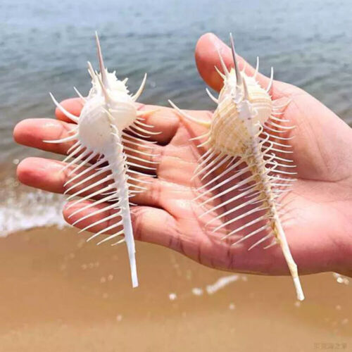 2 pezzi conchiglia Murex Pecten conchiglia corallo mare lumaca pesce serbatoio ornamento decorazione casa regalo - Foto 2 di 21