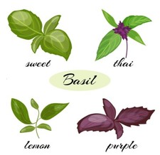 Organic Basil Seeds 1-A