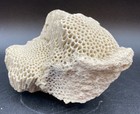 Medium Size Scleractinian Coral — photo 3