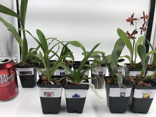 (w6)  Orchids - 5+ Live Plants(Cattleya, Oncidium,Dendrobium,Vanda,Phalaenopsis) - Picture 1 of 11