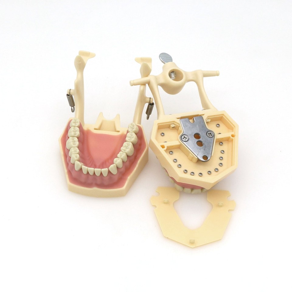 Frasaco AG3 Type Dental Typodont Model - Standard Restorative Practice Model With 32 Removable Teeth