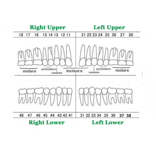 Tipodonte dental tipo AG3 modelo estándar restaurador 32 piezas dientes extraíbles - Imagen 51 de 60