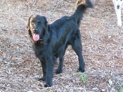 flat coated retriever gumtree