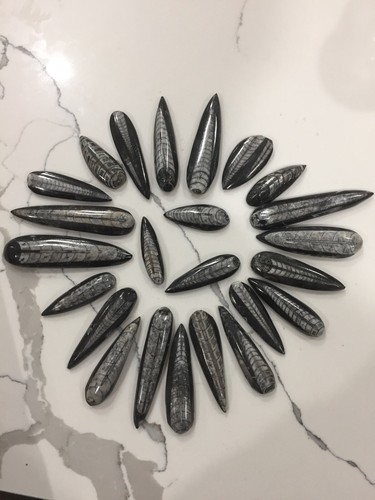 ORTHOCERAS FOSSIL 350 MYO Genuine HIGH QUALITY Specimens - Bild 4 von 5
