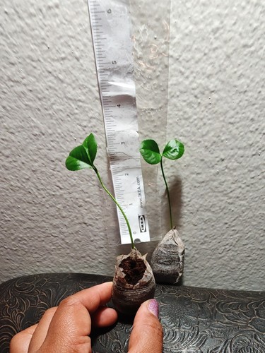 Meyer Lemon Trees 1 - starter plugs - Picture 3 of 3
