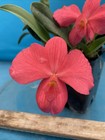 Sophronitis Wild Fire (wittigiana X coccinea) Orchid Bs Handmade Pot 3 Leads