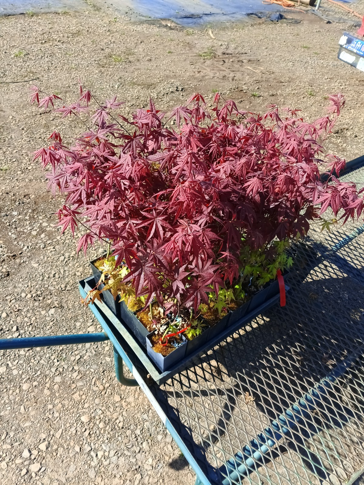 Picture 19 of 21
