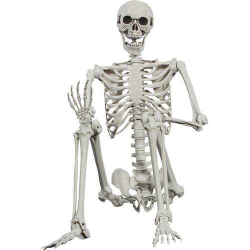 170 CM Halloween Skelett Lebensgroß Beweglich Dekoration Lehrmodell Anatomie DE - Bild 17 von 20