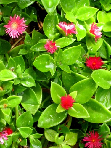 . Baby Sun Rose , Aptenia Cordifolia, 2 fresh cuttings , Fast Post
