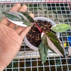 Philodendron Red Anderson with Phytosanitary Certificate