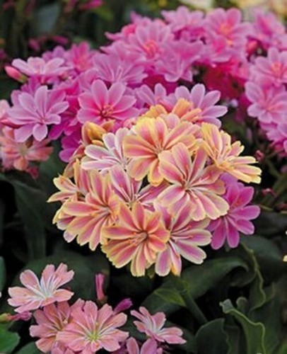 Lewisia cotyledon Elise Lewisia Mix seeds 10 seeds / Rockery plant - Picture 6 of 6