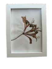 Pressed flowers / Honeysuckle (100% natural) in a white frame. - A5