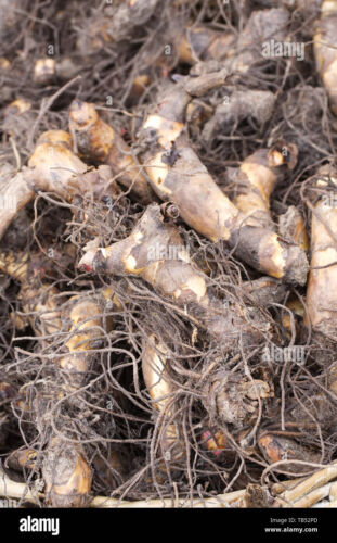 Canna Lily Wyoming Flower Tall 60" Variety 2 Rhizomes Bulbs - Picture 2 of 2