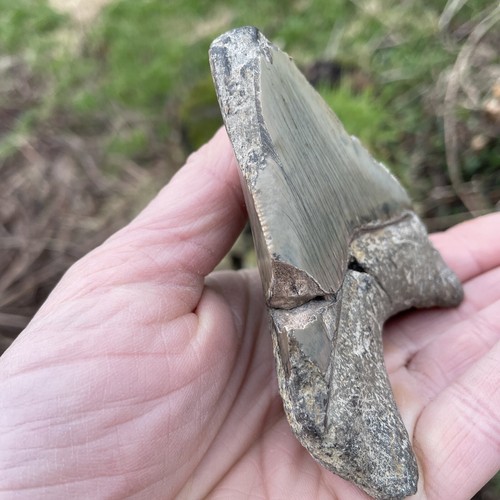 ¡Diente de tiburón megalodón fósil de 9 cm! Reparado** Impresionantes Serraciones 5myo Indonesia - Imagen 3 de 12