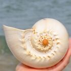 Large Indian Melon Volute Seashell Natural Conch Rare Real Beach Home Deco 7-8"