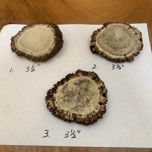 3 Large Elk Antler Burr Sheds /great Carving Or Crafts