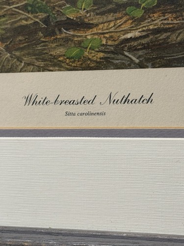 Stampa vintage 1975 Ray Harm White-Breasted Nuthatch firmata incorniciata uccellino fauna selvatica - Foto 2 di 8