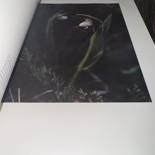 1954 Portfolio 50 Full Color Dye Transfer Woodland Portraits by Jeannette Klute - Imagen 10 de 15