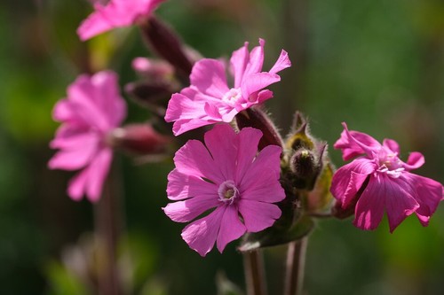WILDFLOWERS 3 x plug/bare root plants - BEE safe NO Pesticides Peat or Plastic - Picture 29 of 38
